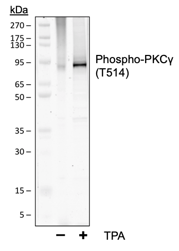 Cell Culture Products