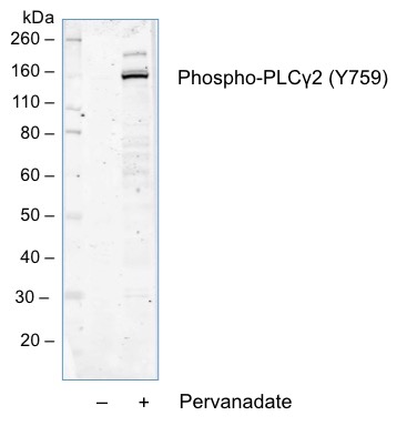 Cell Culture Products