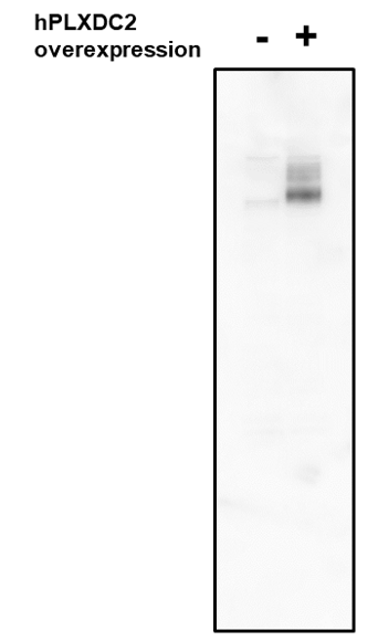 Cell Culture Products