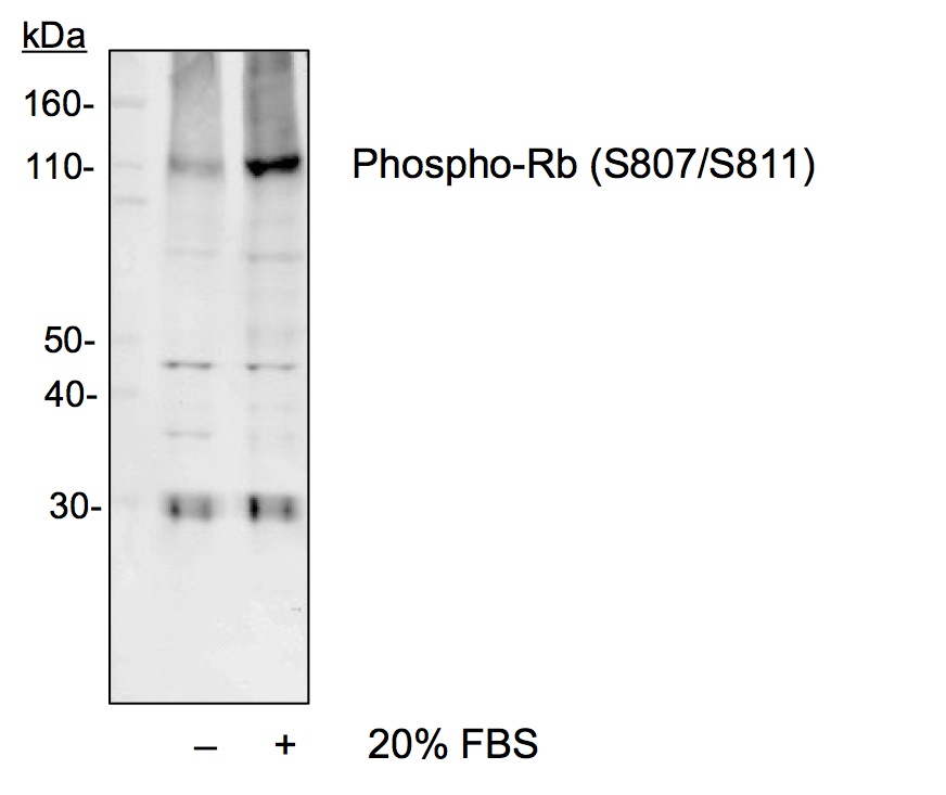 Cell Culture Products