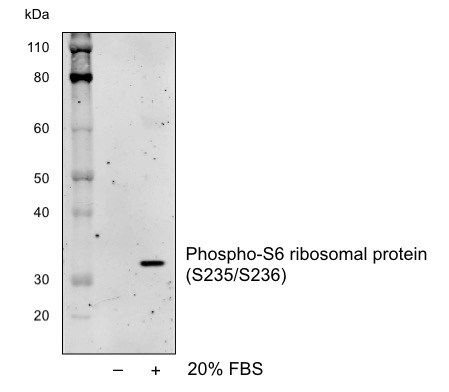 Cell Culture Products