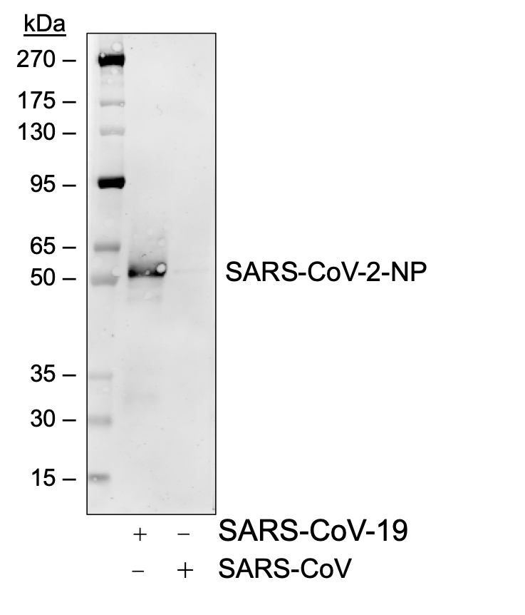 Cell Culture Products