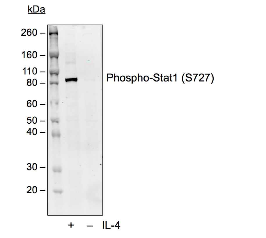 Cell Culture Products