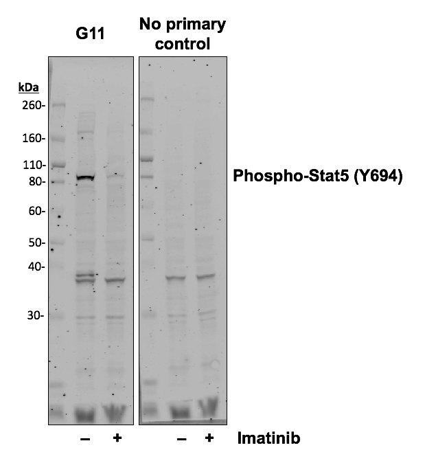 Cell Culture Products