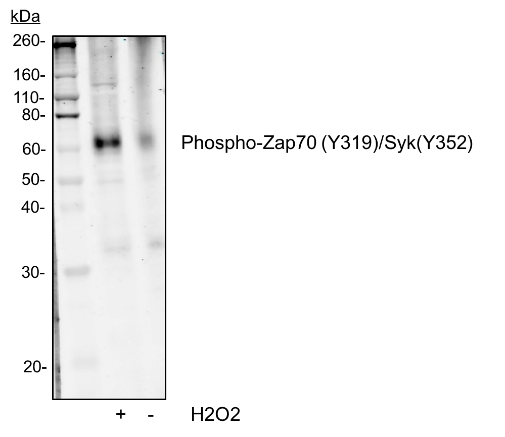 Cell Culture Products