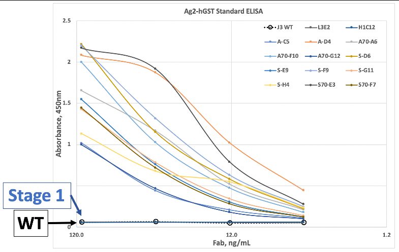 Affinity maturation ELISA — stage-by-stage improvement