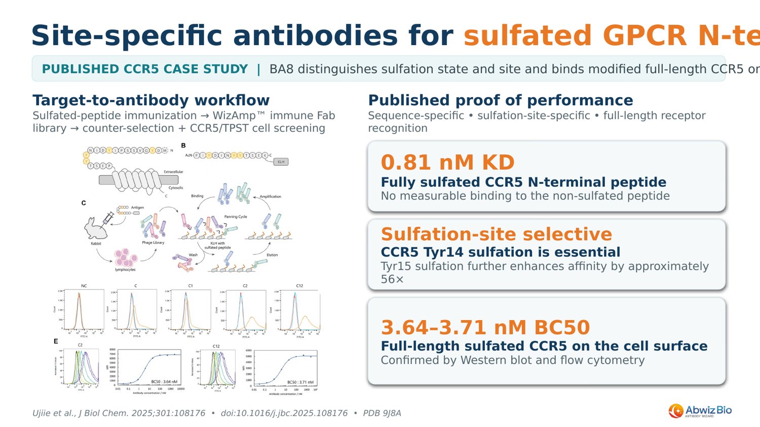 Site-specific antibodies for sulfated GPCR N-termini — CCR5 (J Biol Chem 2025)