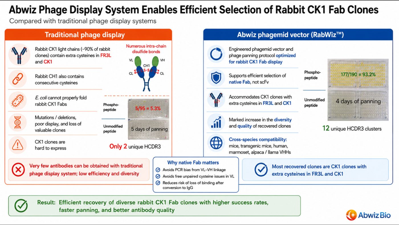 Efficient selection of rabbit CK1 Fab clones