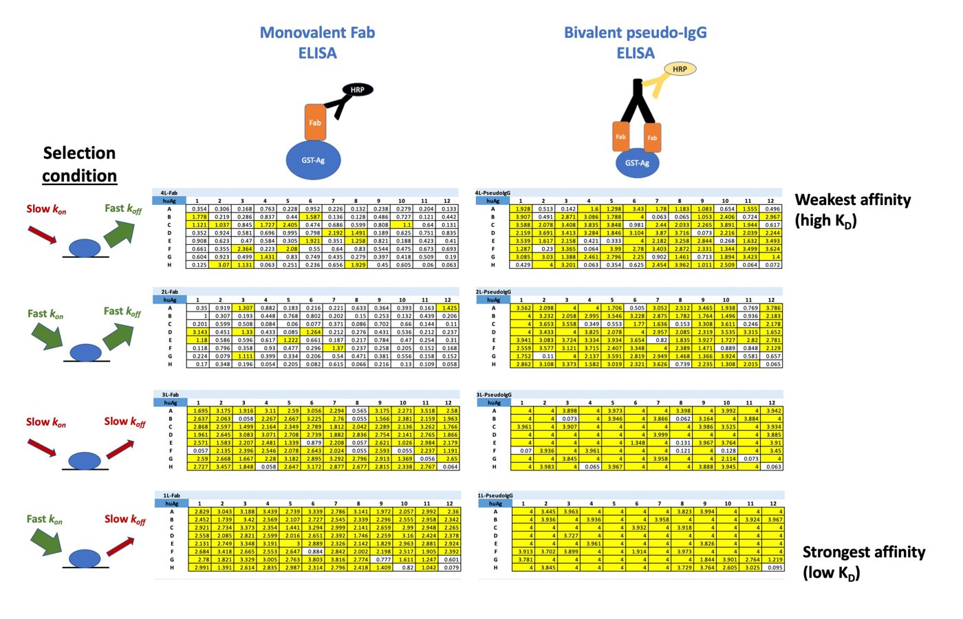 Humanization, potency & developability optimization with STEM™