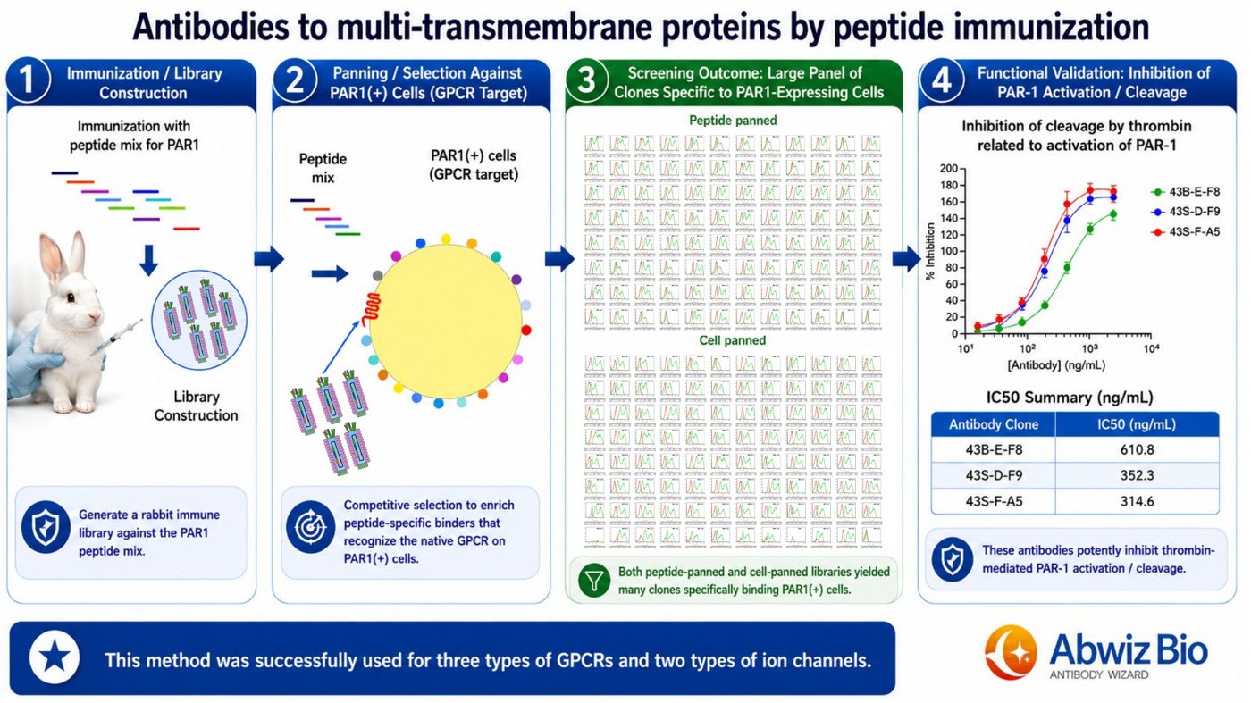 Antibodies to multi-transmembrane proteins by peptide immunization