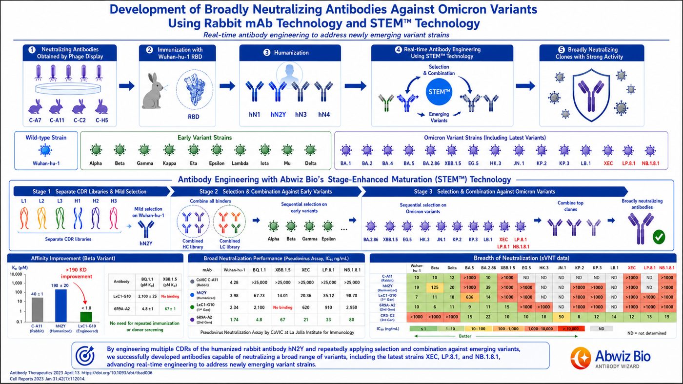 Broadly neutralizing anti-Omicron antibodies via rabbit + STEM™