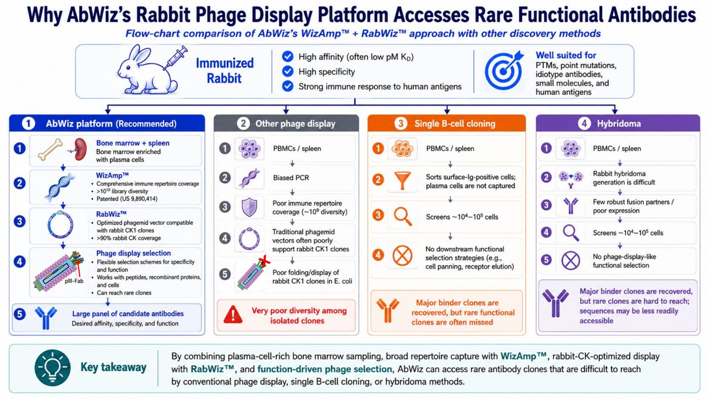 Rabbit phage display accesses rare functional antibodies