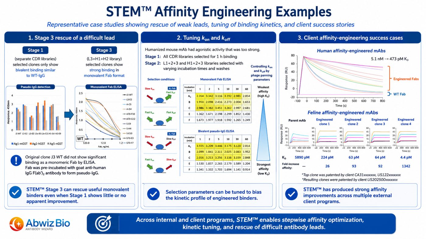 STEM™ affinity-engineering examples