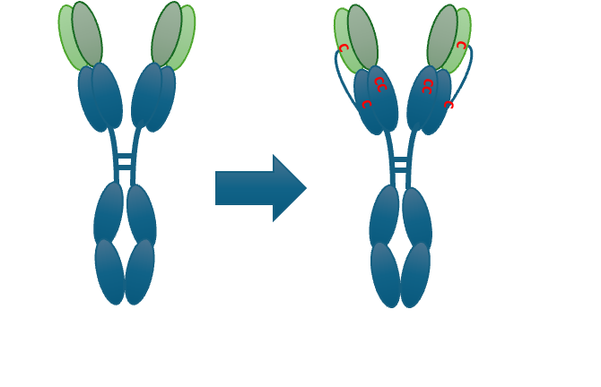 Antibody affinity engineering