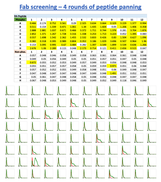 Jak2-Fab-peptide Peptide panning yielded Fabs with weak flow binding