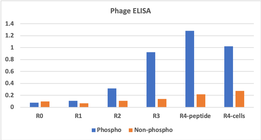 Jak2-phage-ELISA Phage ELISA showing enrichment of target-binding phages