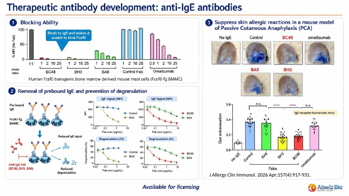 Functional data showing anti-IgE Fabs BH3 and BC48 blocking FcepsilonRI binding, removing pre-bound IgE and suppressing passive cutaneous anaphylaxis in humanized mice