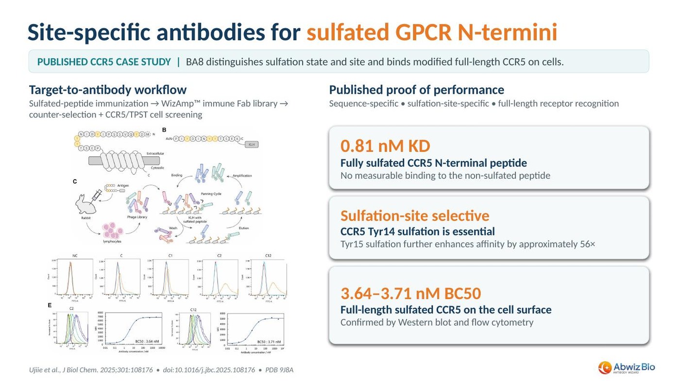 Workflow and binding data for site-specific antibodies recognizing the sulfated CCR5 N-terminus, including flow cytometry titration curves and BC50 values