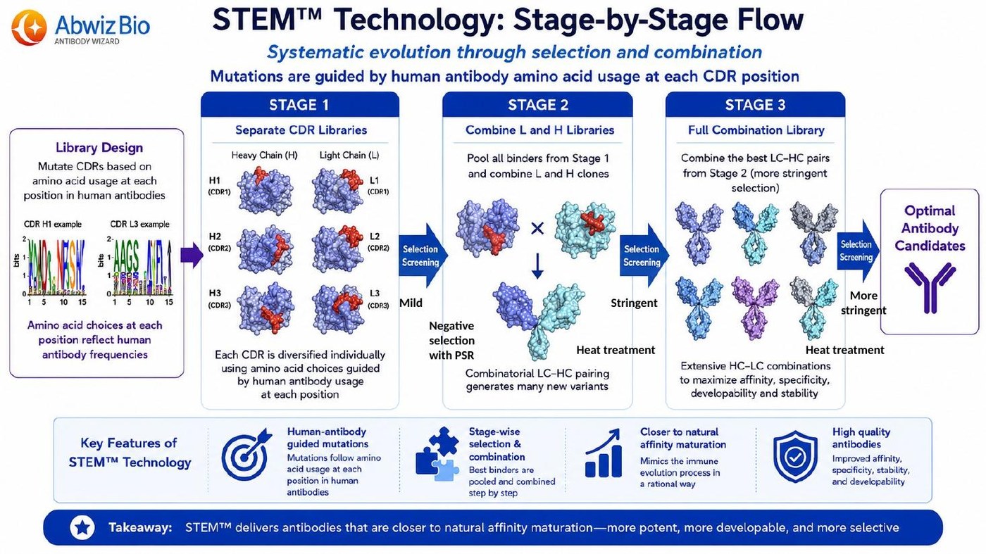STEM technology stage-by-stage workflow showing separate CDR libraries, combined light and heavy chain libraries, and the full combination library, with selection screening between steps