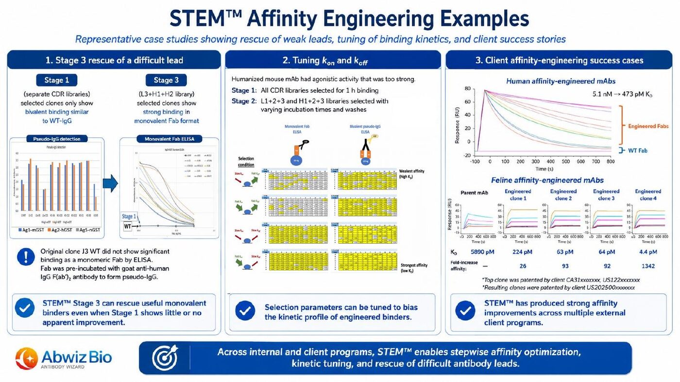STEM affinity engineering examples showing rescue of a difficult lead, kinetic tuning of kon and koff, and client success cases with human and feline affinity-engineered monoclonal antibodies