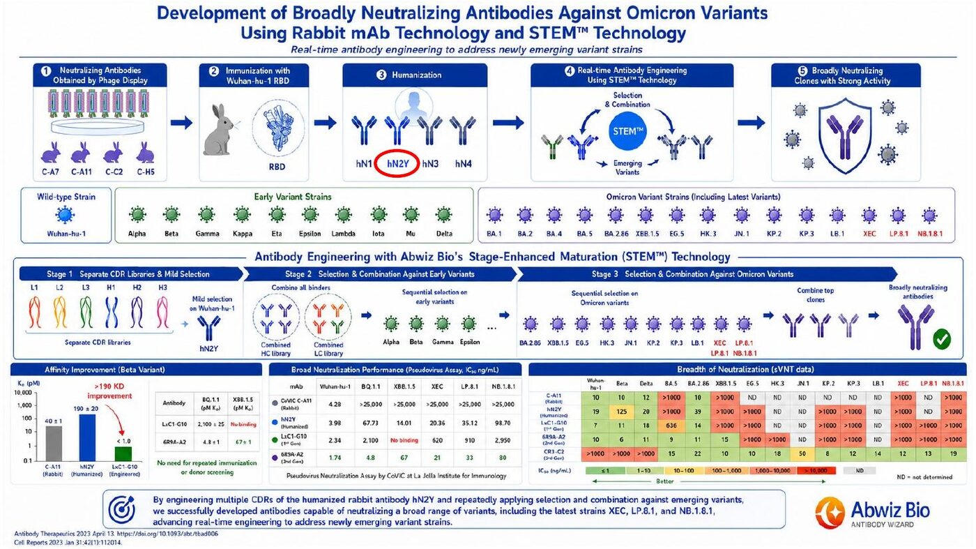 Workflow and neutralization data for broadly neutralizing anti-SARS-CoV-2 antibodies developed with AbWiz Bio rabbit monoclonal and STEM affinity maturation technology